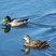 Mallard